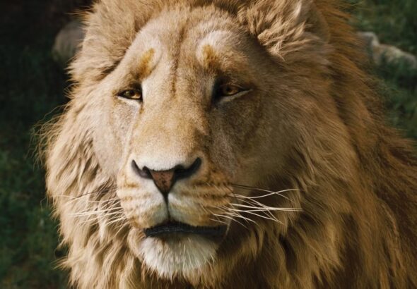 aslan.jpg